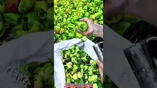 Manual Pepper Coring Tool for Quick Seed and Core Removal up to 300 Peppers per Hour