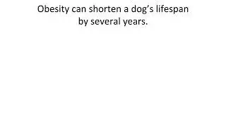 Dog Lifespan: How Long Do Dogs Live & Tips for a Longer Life!