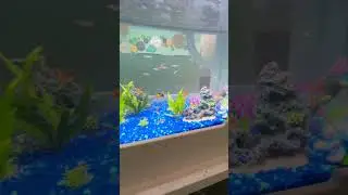 Watch us add fish to our new tank | ImagineU Children's Museum