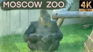 MOSCOW ZOO | МОСКОВСКИЙ ЗООПАРК | parc zoologique de Moscou | Zoológico de Moscú | Moskauer Zoo