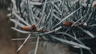 KARINA WODA- KROʻLEWSTWO ZIMNYCH SERC       