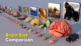 Biggest Brain in the World - Size Comparison | Comparison of Brain Size in the World