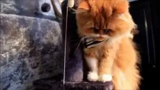 OKI THE MOUSTACHE CAT - ACTIVITY CENTRE
