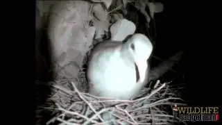 Cat Predates Woodpigeon Nest 220913