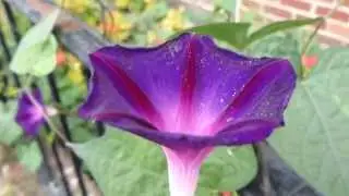 Morning glory - Ind&iacute;anavafklukka - Morgund&yacute;r&eth; - Skrautvafklukka - Klifurplanta - Eiturjurt