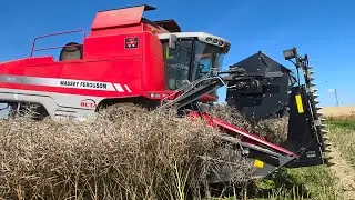 Massey Ferguson 7270 Beta Harvester while rapeseed harvest 2025