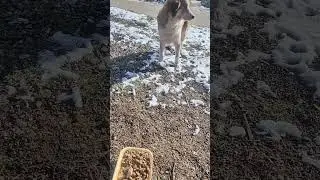 Красатулька успела на вкусняшки.