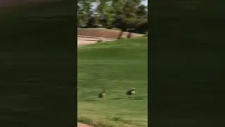 CDL Cigar and Golf ep. 37 Donnell Thomas With Nick Layman Live from Desert Pines #golf #cigars
