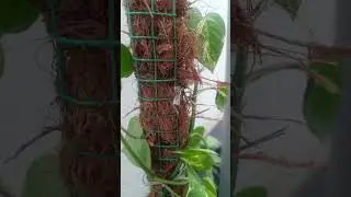 Money plant hack with handmade coir stick made of  coconut fiber waste#planting#plantingtips
