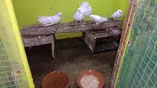 Update #112 ||pigeon bird cage cleaning #birds #pigeon