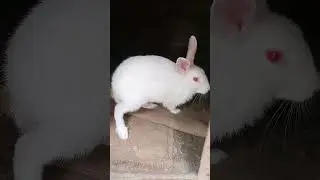 cute rabbit momo #funny #shorts #shortvideo @ourmomo