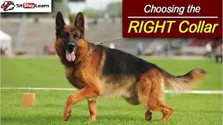 Dog Training: Which Dog Collar to Use on Your Dog by Stan Smith