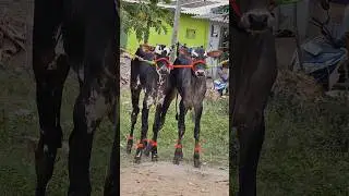 Ram💞 Laxman|Aggressive Hallikar Race Bull Calves 💥.#shorts #subscribe