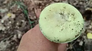 GYILKOS GAL&Oacute;CA&nbsp;(Amanita phalloides) HAL&Aacute;SOSAN M&Eacute;RGEZŐ !!!