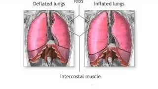 Cancer Facts : How Does Lung Cancer Develop?