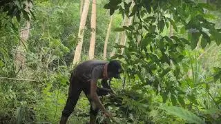 Zero Waste Farming: Using Fallen Timber for Feed _FarmersLife _Shorts