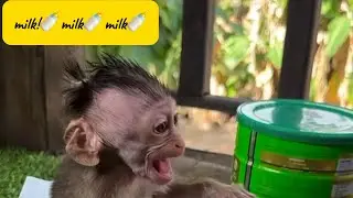 Baby Monkey Cries &ldquo;Pitchu-Whatchu!&rdquo; for Milk 🥺🍼