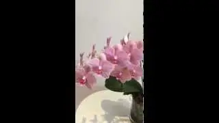 How to Remove Dead Phalaenopsis Orchid Flowers