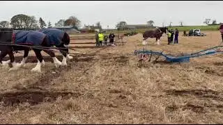 Pembrokeshire plougher travels 550 miles with his two Shire geldings for Scottish showdown