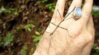 Mimicry in Nature: The Mysterious Walking Stick Insect