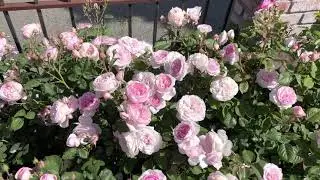 David Austin Rose - Olivia Austin Rose in Zone 9B