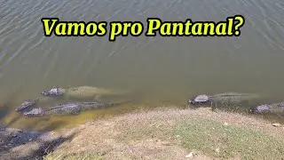 Pantanal- Sul- Matogrossense, Campo Grande à Corumbá. #natural #paz #viagem #turismo 