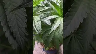 Real Growers Grow Dots