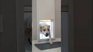 Power Pet WiFi Automatic Pet Door