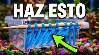 Tutorial: Trampa casera para caracoles de acuario  | No mas plaga de caracoles