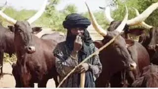 Constitution Binds freedom of Movement for Human Being & Not Cow, SAN Flout Buhari's Order...