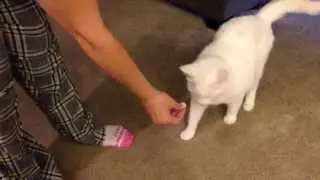 Watch how Fleas instantly die with COMFORTIS