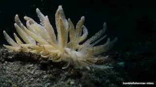 SNOOT video light - Diving Lembeh 2016