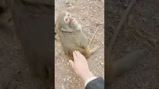 funny monkey video 🙈🙊 #funny #comedy #monkey #youtubeshorts