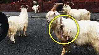 Il Cucciolo Di Scimmia Che Ha Scelto Una Capra Come Sua Mamma Adottiva