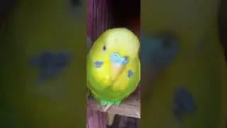 @love @subscribeme1992 @AngryBirds #bajigar #birds #bajigarbirdslife @AngryBirds @StoryBirds @life