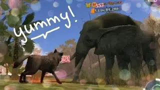The Wolf game - Tropical Forest gameplay - big animals quests - 13th place in Hunting Competition