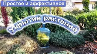 Простое и эффективное укрытие растений на зиму.