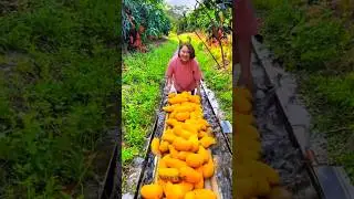China Fruit Is So Delicious 😋 Rare Fruits