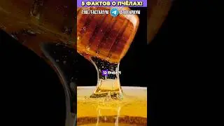 5 Удивительных фактов о Пчёлах! #факты #интересныефакты