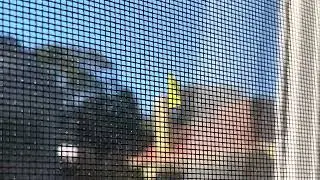 Flatid Planthopper Break-in (Family Flatidae) (2023-07-11)