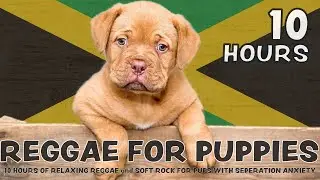 SCIENTIFICALLY PROVEN: 10 Hours of playful, calming Reggae & Soft Rock for puppies