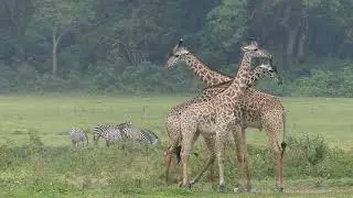 Giraffes walking toward first group