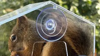 A squirrel, doing what squirrels do best,raiding the bird feeder for a snack!@RiskyRebelRockhounder 