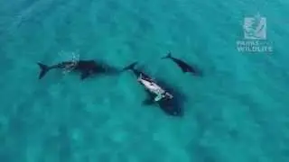 Southern right whales at Point Ann Fitzgerald River National Park