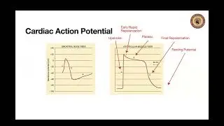 Applied physiology for the anaesthetist cardiovascular system by Dr Rashad Siddiqi