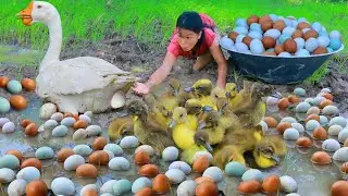 Women Catch Goose Egg and baby Goose in water - Cooking Egg Goose for dog Eating delicious