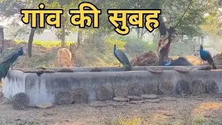 Peacock Sound Effect Peacock Up and Close #peacock #peacockrangoli #trending #viral #viralvideo
