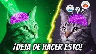 ¿Sabías estos 10 DATOS y curiosidades sobre tu gato?
