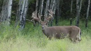 Woody River Trophy Hunts