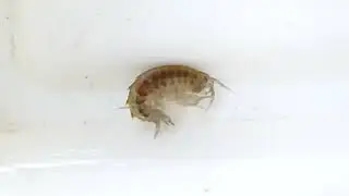 ble&scaron;ivec hřebenat&yacute; (Gammarus roeseli) Gammarus/Flussflohkrebs/kiełż rzeczny